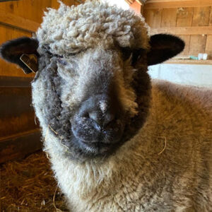 great bay wool works sheep
